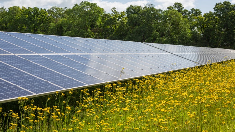 Solar panels at Wimpole Estate in Cambridgeshire